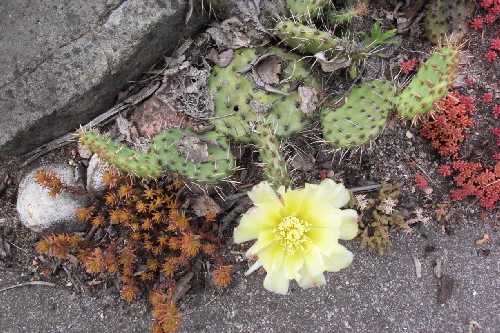 opuntia phaeacantha v.camanchica